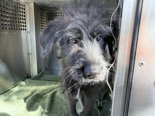 Photo of Black Sheep, adoptable Schnauzer in Phoenix, Arizona