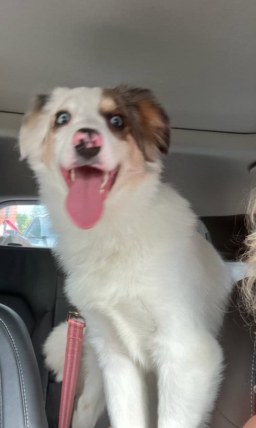 Photo of Kooper, adoptable Australian Shepherd in Landenberg, Pennsylvania