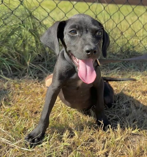 Photo of Garrett, adoptable Labrador Retriever in Tarrytown, Georgia