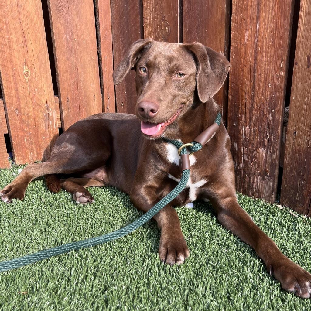 Photo of Crocodilia, adoptable Mixed Breed (Medium) in St. Louis, Missouri