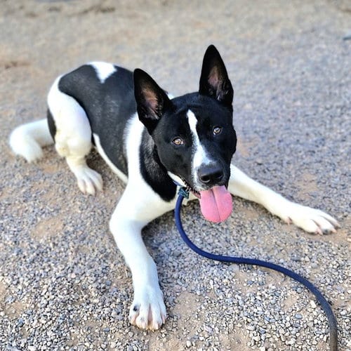Photo of Max, adoptable Akita in Phoenix, Arizona