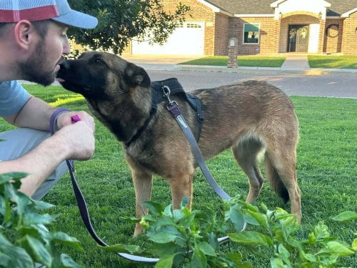 Photo of Mallory - Located in NM, adoptable Belgian Shepherd Malinois in Imlay City, Michigan