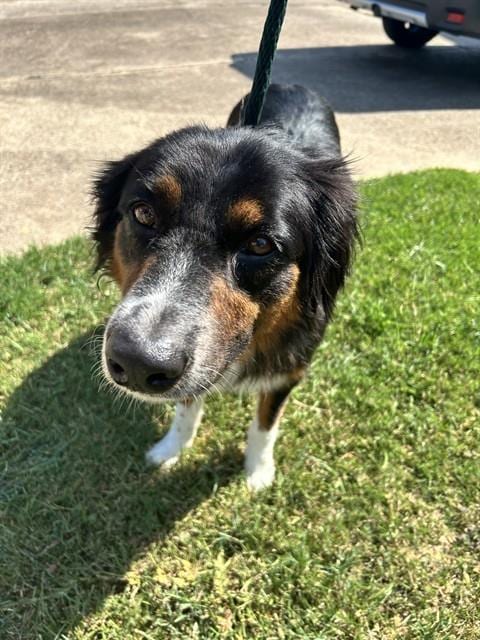 Photo of Barkley, adoptable Australian Shepherd in Pearland, Texas