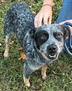 Photo of Molly, adoptable Australian Cattle Dog/Blue Heeler in Newfoundland, Pennsylvania