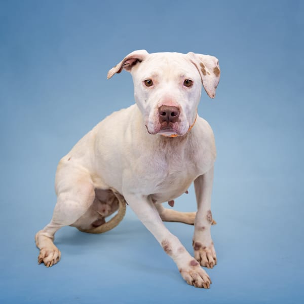 Photo of Diamond (c), adoptable Pit Bull cross in Lawrenceville, Georgia