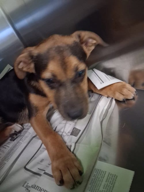 Photo of Happy, adoptable Rottweiler in Los Angeles, California