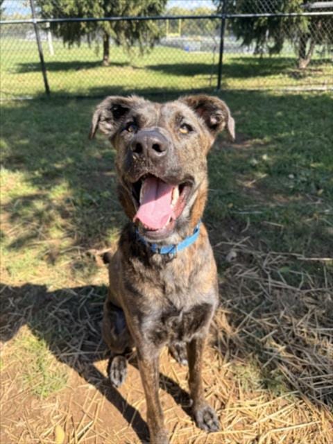 Photo of Lottie, adoptable Hound in Derwood, Maryland