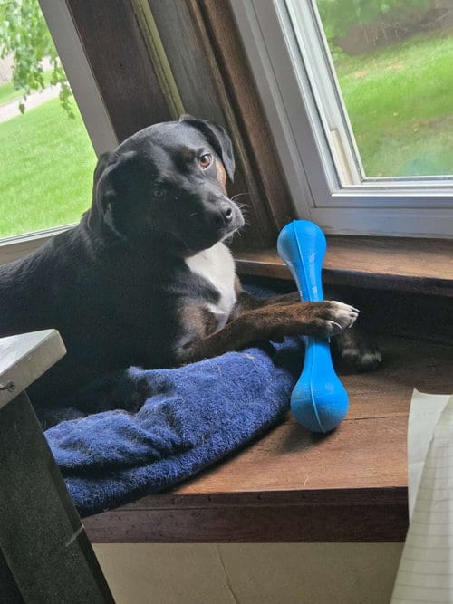 Photo of Rocco FKA Dragonfly, adoptable Hound in Elgin, Illinois
