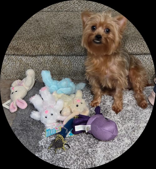 Photo of Diva(5), adoptable Yorkshire Terrier Yorkie in Spring, Texas