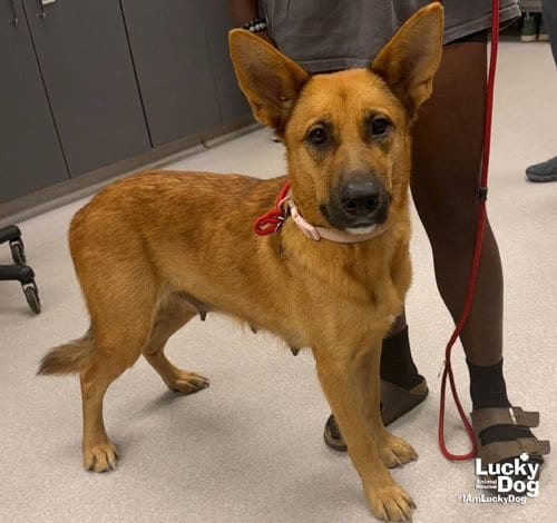 Photo of Zelda, adoptable German Shepherd Dog in Washington, District of Columbia