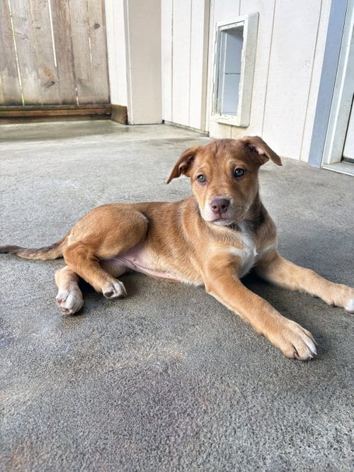 Photo of Ruby, adoptable Mastiff in Sequim, Washington