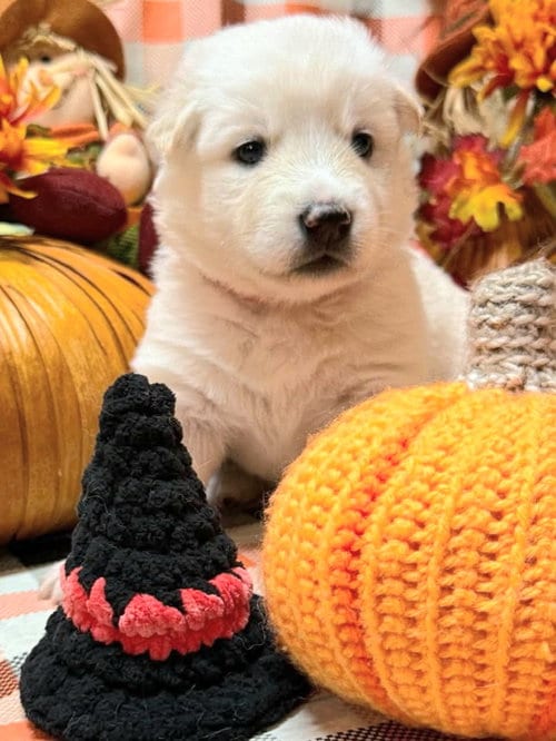Photo of Kala, adoptable Siberian Husky in Severn, Maryland