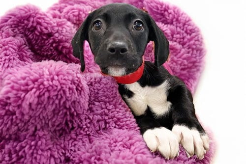 Photo of Leia, adoptable American Bulldog in Ft Lauderdale, Florida