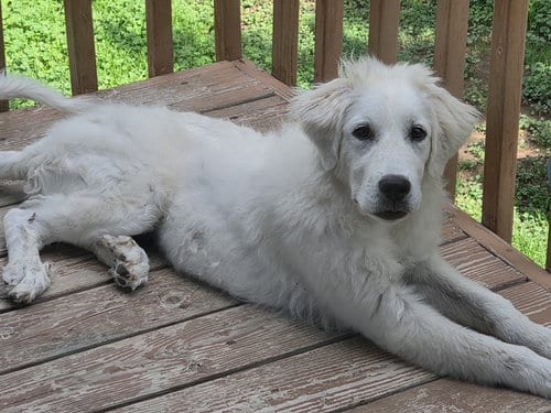 Photo of Roxie Pyr, adoptable Great Pyrenees in MIDWAY, Utah