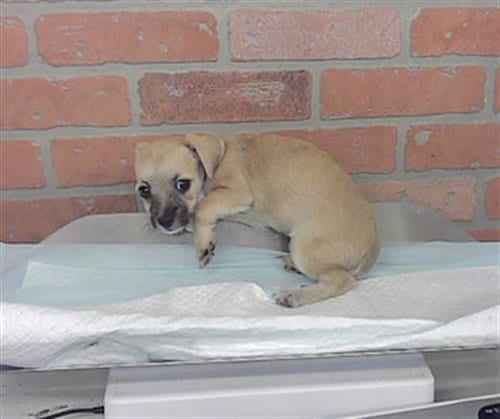 Photo of Toffee, adoptable Chihuahua in Houston, Texas