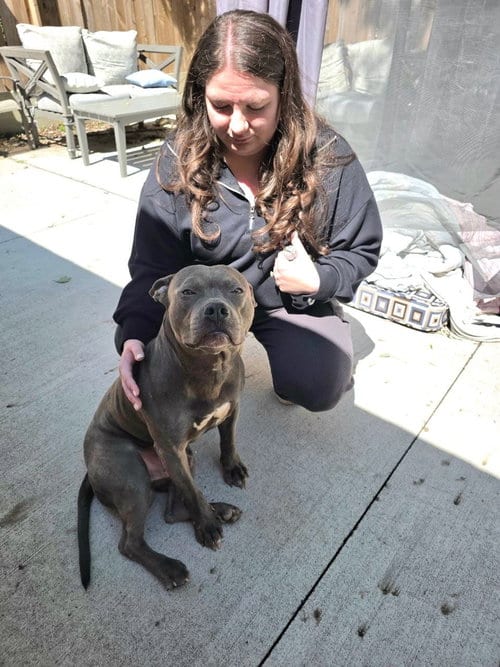 Photo of Lucky, adoptable Pit Bull Terrier in Belleville, Michigan