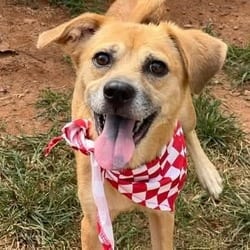 Photo of Twiggy, adoptable Mixed Breed (Small) in Frederick, Maryland