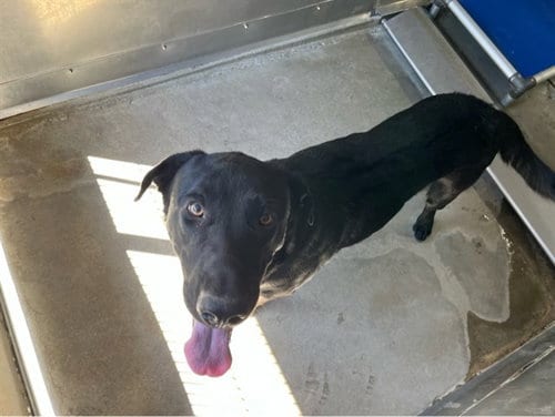 Photo of Maximus, adoptable Labrador Retriever in San Bernardino, California