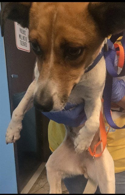 Photo of A172094, adoptable Chihuahua in Bakersfield, California