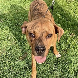 Photo of Tucker, adoptable Boxer Labrador Retriever in Union Grove, Wisconsin