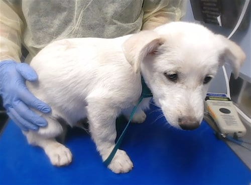 Photo of Tommy, adoptable Great Pyrenees in Phoenix, Arizona