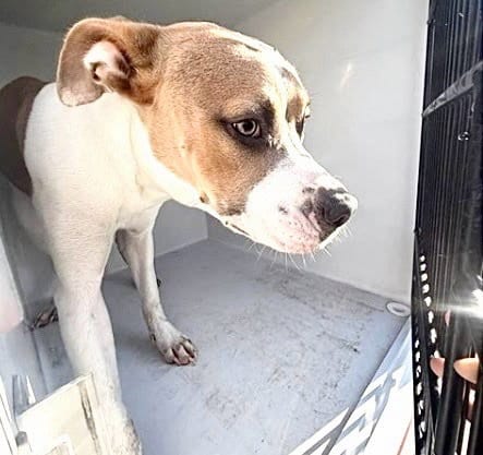 Photo of A661156, adoptable Pit Bull Terrier in Houston, Texas