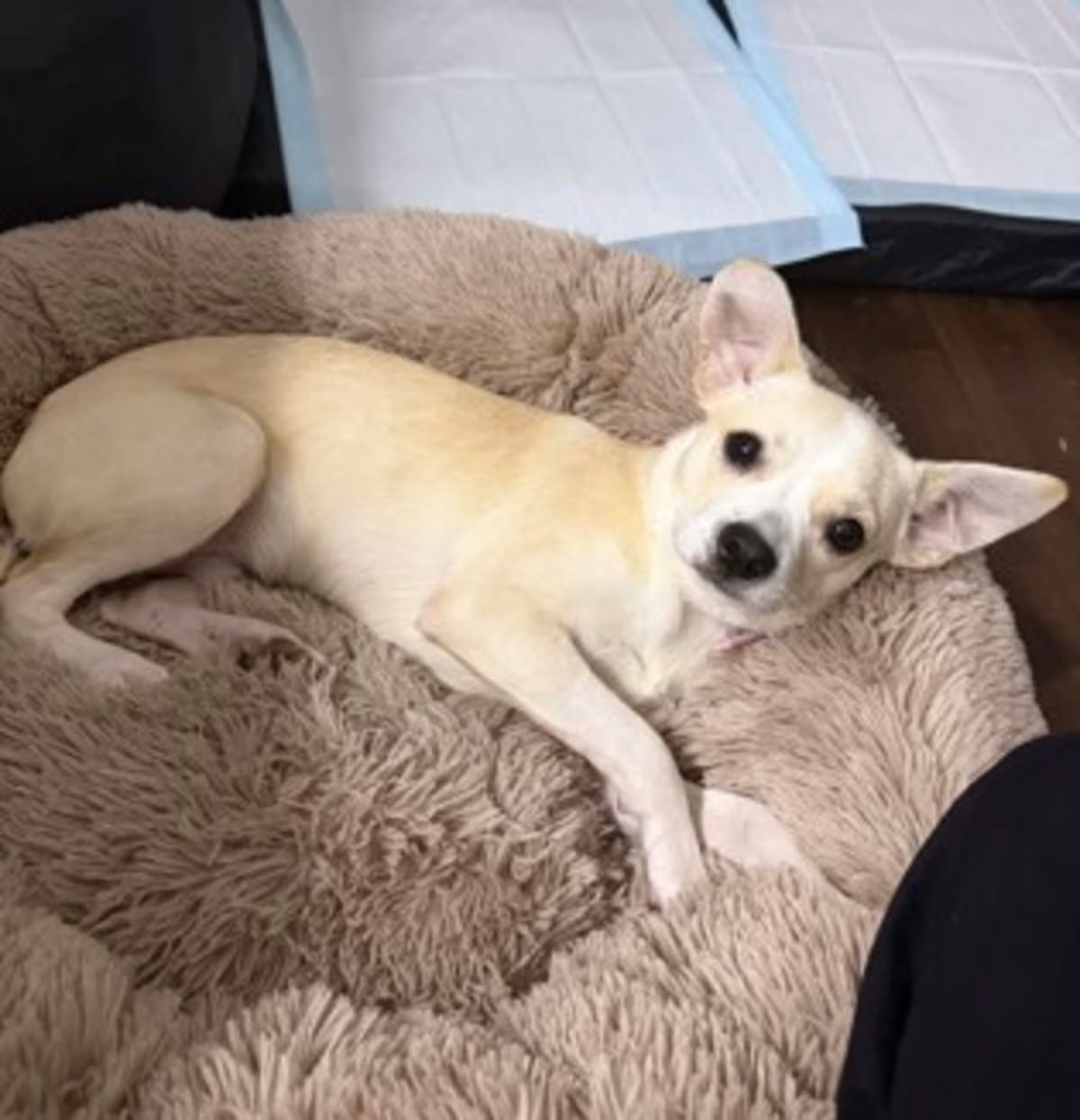 Photo of Mr. Penelope, adoptable Terrier (Unknown Type, Medium) in New Orleans, Louisiana