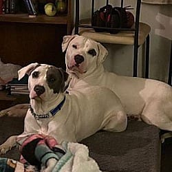 Photo of Blankets, adoptable American Bulldog Boxer in Boulder, Colorado