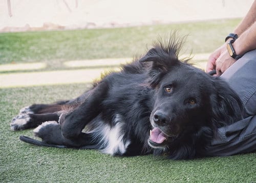 Photo of Bear, adoptable German Shepherd Dog in Scottsdale, Arizona