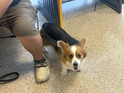 Photo of Midna, adoptable Pembroke Welsh Corgi in Miami, Florida