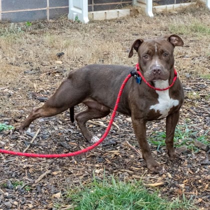 Photo of Chica, adoptable dog in Chamblee, Georgia