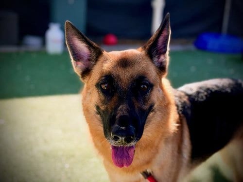 Photo of Nova, adoptable German Shepherd Dog in Orlando, Florida