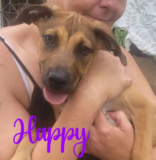 Photo of 7 Dwarfs Litter, adoptable Shepherd in FRAMINGHAM, Massachusetts