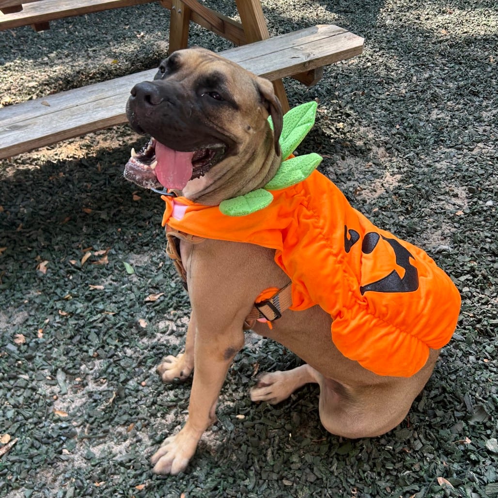 Photo of Rhea, adoptable Mixed Breed (Large) in Decatur, Georgia