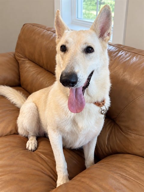 Photo of Moira, adoptable dog in Palmetto, Florida