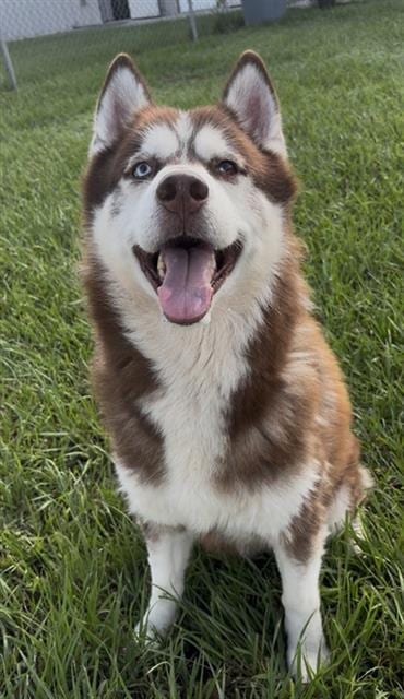 Photo of Chief, adoptable Siberian Husky in Rosenberg, Texas