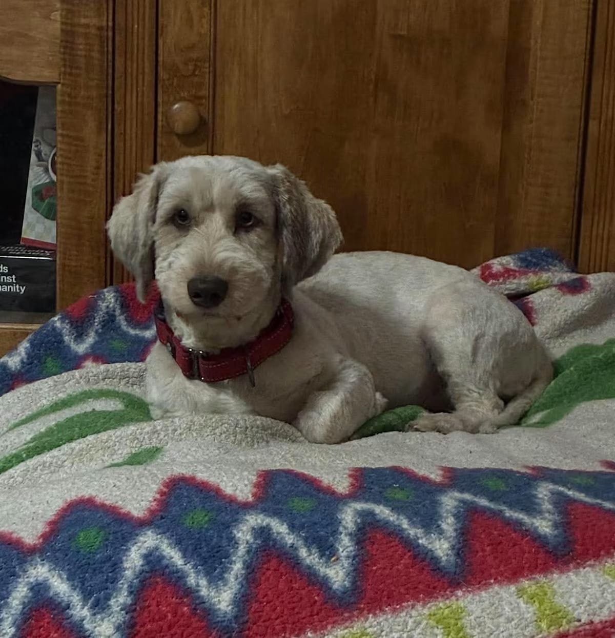 Photo of Albert, adoptable Aussiedoodle in Southington, Connecticut