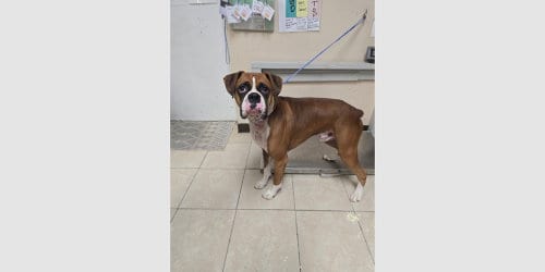 Photo of Bonsai, adoptable Boxer in Austin, Texas