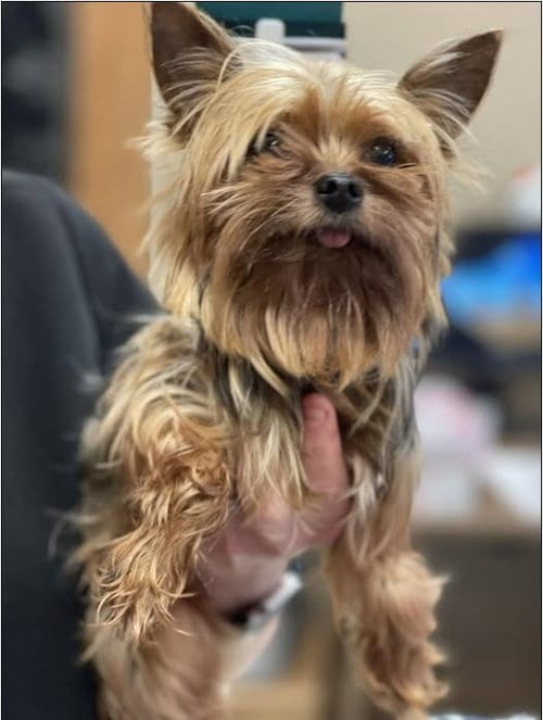 Photo of Petey(4), adoptable Yorkshire Terrier Yorkie in Spring, Texas