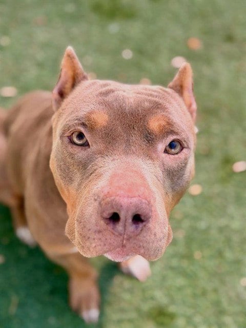 Photo of Cathy, adoptable Pit Bull Terrier in Sacramento, California
