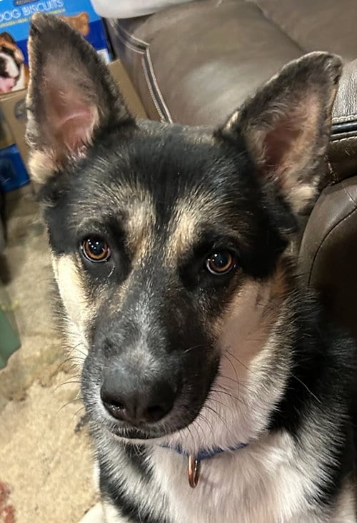 Photo of Buddy III, adoptable German Shepherd Dog in Phoenix, Arizona