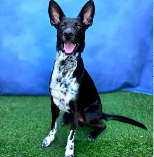 Photo of Disco Cowboy, adoptable Labrador Retriever in Newport Beach, California