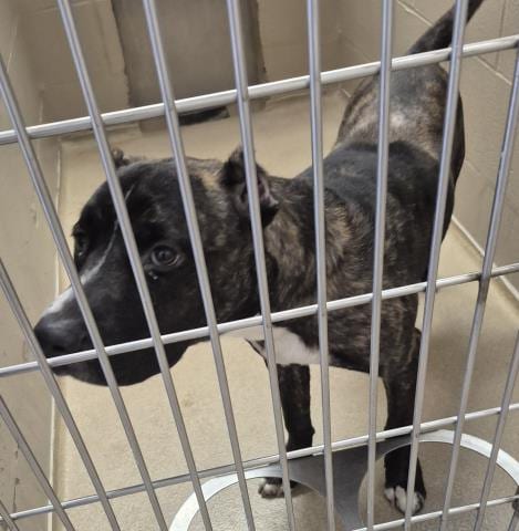 Photo of Lasso, adoptable Pit Bull Terrier in Decatur, Illinois
