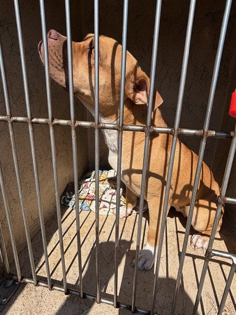 Photo of Cookie, adoptable Boxer in Oklahoma City, Oklahoma