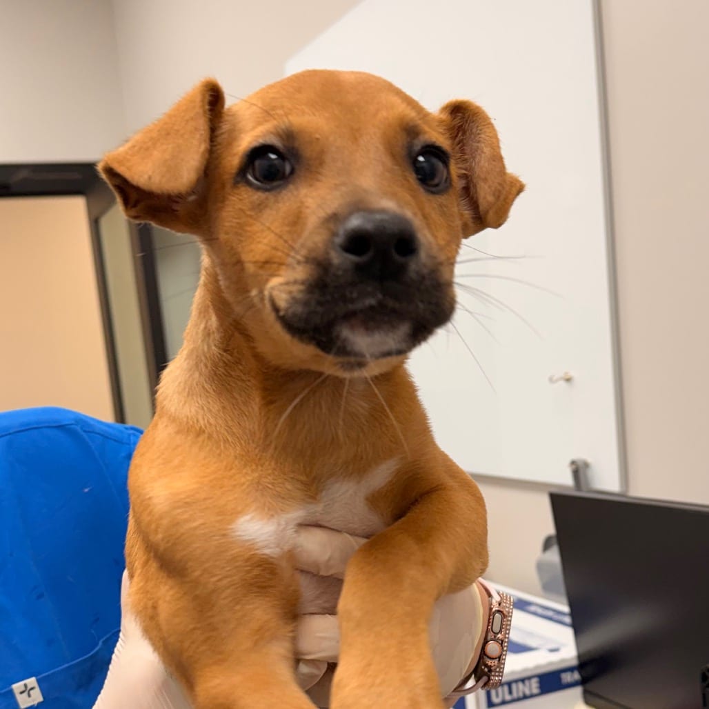 Photo of Tulip, adoptable Shepherd / Mix in Spartanburg, South Carolina