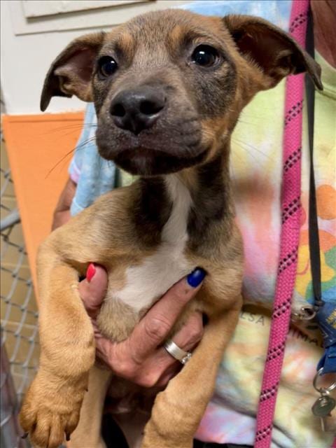 Photo of Solar, adoptable Pit Bull Terrier in Tulsa, Oklahoma