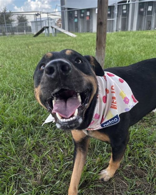 Photo of Genesis, adoptable Doberman Pinscher in Rosenberg, Texas
