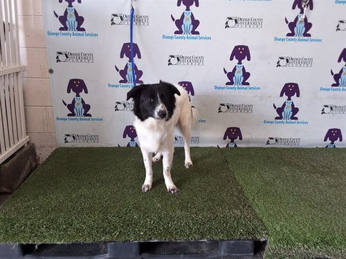 Photo of Dolly, adoptable Border Collie in Orlando, Florida