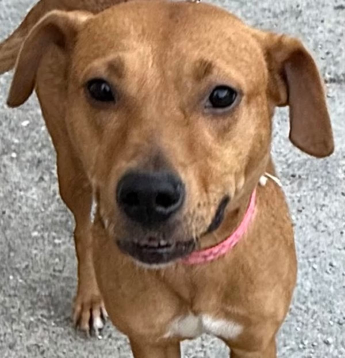 Photo of Mama Leslie, adoptable Terrier (Unknown Type, Medium) in New Orleans, Louisiana