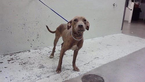 Photo of A2102172, adoptable Staffordshire Bull Terrier in Houston, Texas
